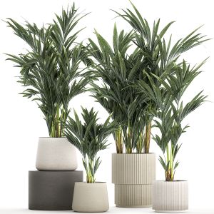 Beautiful Plant Potted Howea Palm Trees 1368