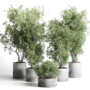 Outdoor Plant 169 Pot Old Olive Tree Concrete Old