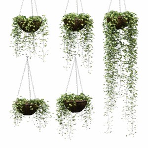 Hanging Ivy In Pots - 5 Models