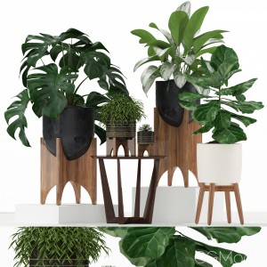 Plants Collection 187 Westelm