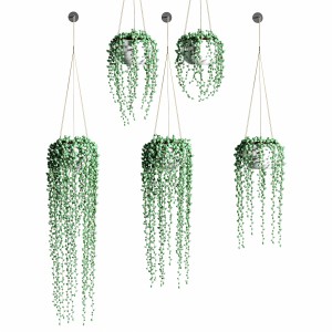 Hanging Succulents In Hanging Flower Pots. 5 Model