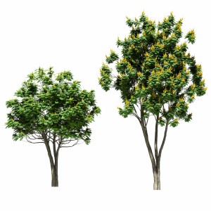 Tree Peltoforum Winged. 2 Models