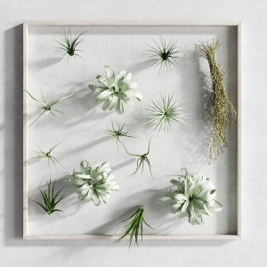 Picture Of Tillandsia