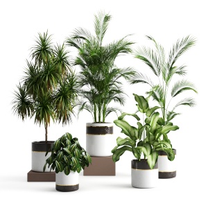 Plants Collection 188