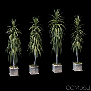 Collection Of Palm Trees In Concrete Pots