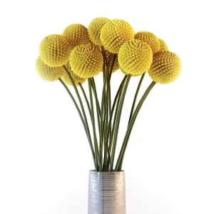 Craspedia Globosa Flowers In Vase