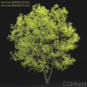 Ash-tree #0502(15.5m)