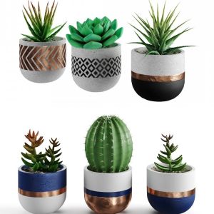 small plant pots