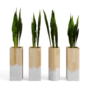 Decorative Plant Set Sansevieria Pots