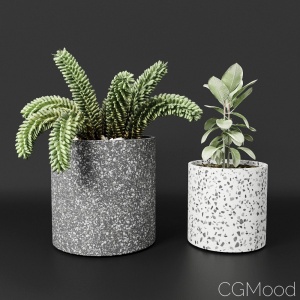 Bransc/Terrazzo Pots with plants