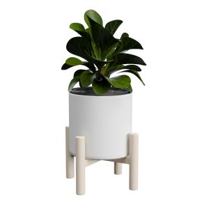 Ficus Lyrata In Ceramic Pot