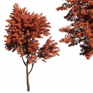 Acer Palmatum 01