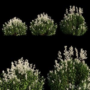 Spiraea_alba_tree