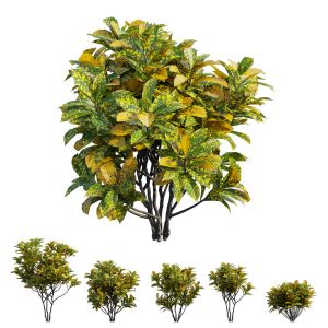 Croton Plant Set 12