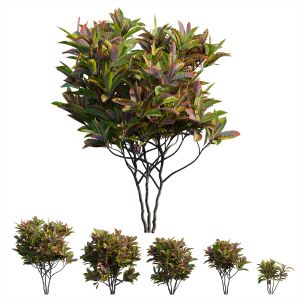 Croton Plant Set 14