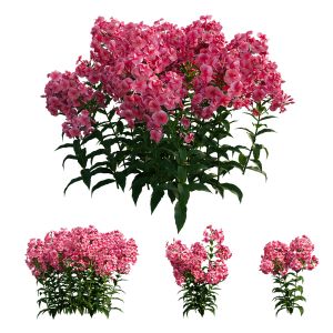 Phlox Paniculata Red