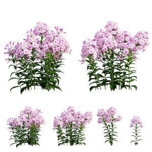 Phlox Paniculata  Frame White Eye