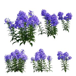 Phlox Paniculata Blue