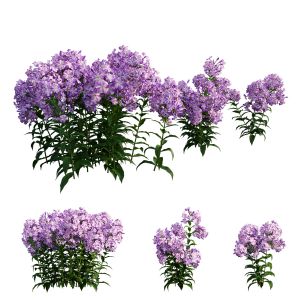 Phlox Paniculata Purple Flame 02