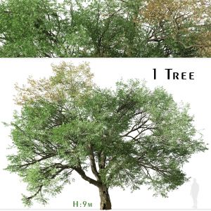 Valley oak Tree (Quercus lobata) (1 Tree)