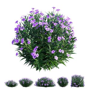 Ruellia Brittoniana Plant Set 02