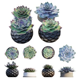 stone rose, rejuvenated, echeveria, succulents