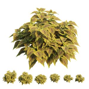 Coleus Plant Set 04