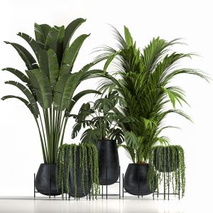 Indoor Plant Set06