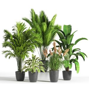 Indoor Plant Set 38