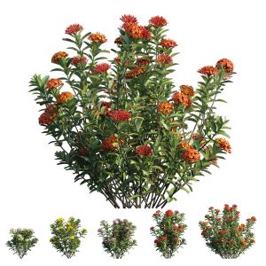 Ixora Plant Set 43