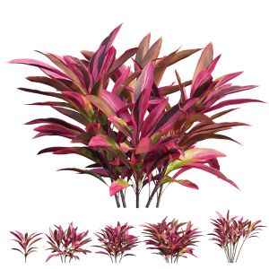 Cordyline Fruticosa