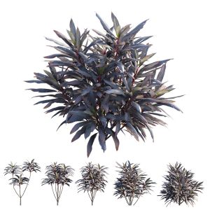 Cordyline Fruticosa Plant Set 04