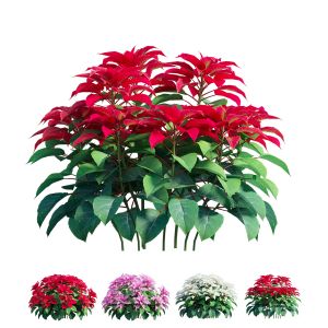 Poinsettia Plant 08