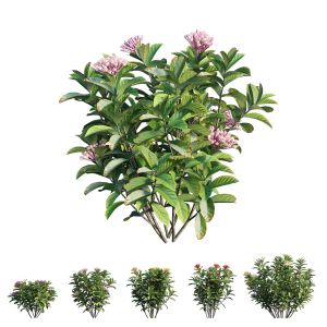 Ixora Plant Set 38