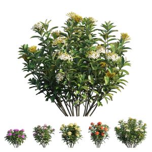 Ixora Plant Set 39