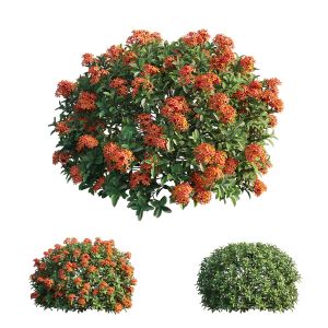 Ixora Plant Set 11