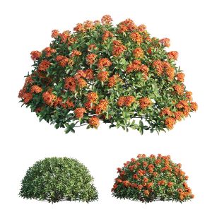 Ixora Plant Set 10