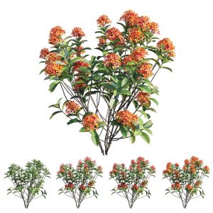 Ixora Plant Set 08