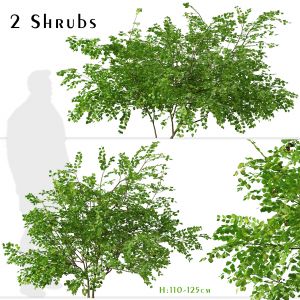 Set of Bramble plants (Rubus fruticosus) 2 Shrubs