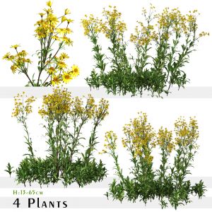 Set Of Senecio Jacobaea Wild Flowers ( Ragwort )