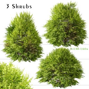 Set Of Golden Privet Shrubs ( Ligustrum )