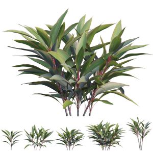 Cordyline Fruiticosa Varieties