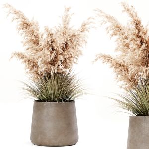 Indoor Pampas Plant