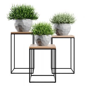 Rhipsalis Concrete Vase Plant