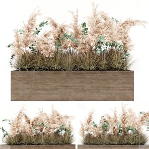 Indoor Pampas Plant 02