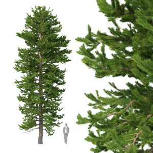 Picea Abies No 2