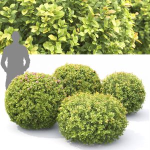 Spiraea Japonica Globe 01