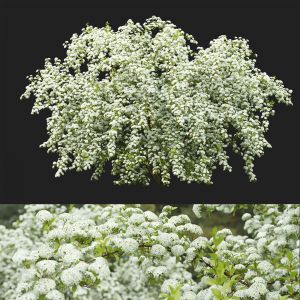 Spiraea Vanhouttei 02