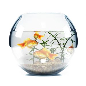 Bowl Aquarium