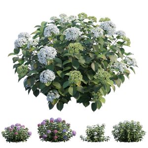 Hydrangeas Plant Set 32